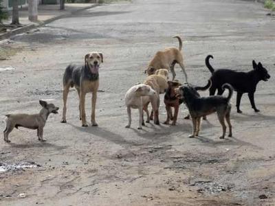 Apoie Rita no cuidado com animais abandonados